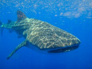 The whale shark we swam with - you can see the plankton it was feeding on.
